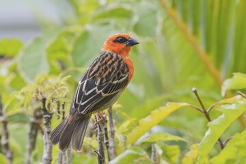 Fototapeta premium Red fody (Foudia madagascariensis), Praslin, Seychelles, Africa