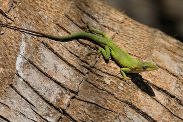 Green Anole (Anolis carolinensis) on tree trunk, Half Moon Caye island, Belize, Central America