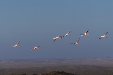 Pink flamingos (Phoenicopterus roseus), flying, Namib Desert behind, Diaz Peninsula, Lüderitz, Karas Region, Namibia, Africa