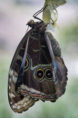 Anaxibia morpho (Morpho anaxibia), freshly hatched, captive, Germany, Europe