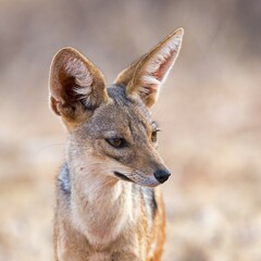 Backed jackal (Canis mesomelas), portrait, Samburu National Reserve, Kenya, Africa