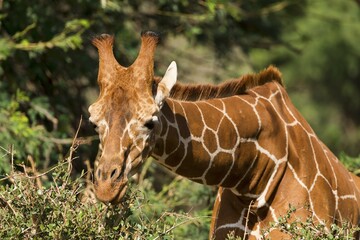 Reticulated giraffe or Somali giraffe (Giraffa reticulata camelopardalis) eating, Samburu National Reserve, Kenya, Africa