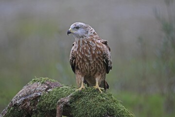 Red kite (Milvus milvus) sitting on old tree trunk, Allgaeu, Bavaria, Germany, Europe