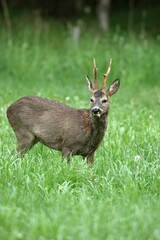 Roebuck (Capreolus capreolus), shedding, switching from grey winter coat to red summer coat, Allgaeu, Bavaria, Germany, Europe