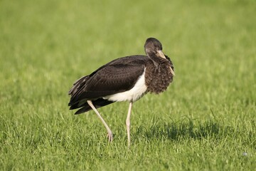 Black Stork (Ciconia nigra), juvenile bird on a meadow, Allgäu, Bavaria, Germany, Europe