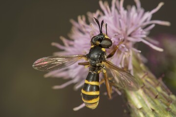 Thick-headed fly (Conops quadrifasciatus) on creeping thistle, Baden-Württemberg, Germany, Europe
