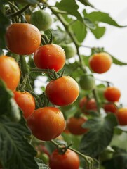 Ripe orange tomatoes with water droplets hanging on green vines, AI generated