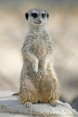 Meerkat (Suricata suricatta), sits upright on stone, attentive, captive