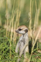 Suricate (Suricata suricatta), young on the lookout, during the rainy season in green surroundings, Kalahari Desert, Kgalagadi Transfrontier Park, South Africa, Africa