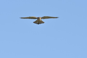 Hovering female kestrel (Falco tinnunculus), Lower Rhine, North Rhine-Westphalia, Germany, Europe