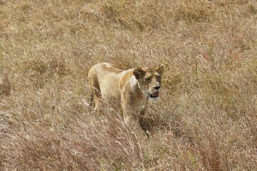 Pregnant lioness wandering in savannah, African lion (Panthera leo), female, Serengeti National Park, UNESCO World Heritage, Tanzania, Africa