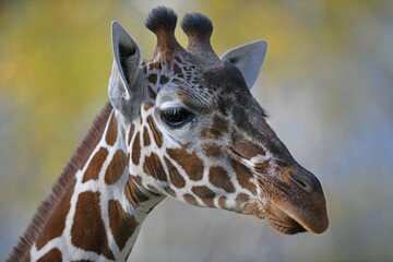 Somali giraffe (Giraffa camelopardalis reticulata), portrait, captive