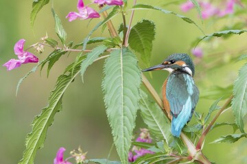 Common kingfisher (Alcedo atthis), female, sits on branch of Springkraut (Impatiens glandulifera), Hesse, Germany, Europe