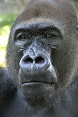 Western Lowland Gorilla (Gorilla gorilla gorilla), animal portrait, male, Silverback, captive, South-West Region, Cameroon, Africa