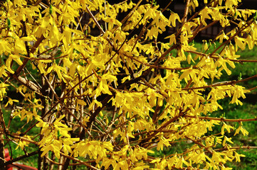 Spring blooming flowers of forsythia. Forsythia is a genus of flowering plants in the family Oleaceae - olive family. Spring natural sunny floral background