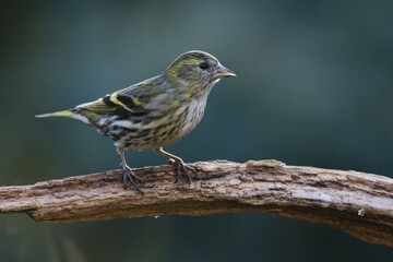 Eurasian siskin (Carduelis spinus), female, sitting on deadwood, Emsland, Lower Saxony, Germany, Europe