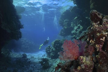 Hemprich's tree coral (Dendronephthya hemprichi), in a cave, divers in the background. Dive site St Johns Reef, Saint Johns, Red Sea, Egypt, Africa