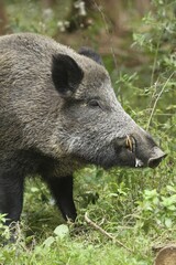 Wild boar (Sus scrofa), boar, animal portrait, Allgäu, Bavaria, Germany, Europe