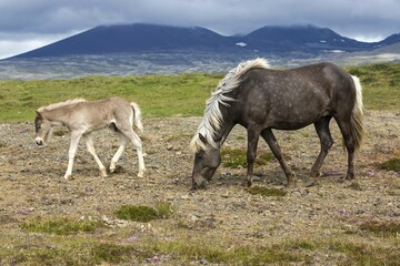 Icelandic horses (Equus islandicus), mare and colt foal standing on a paddock, Iceland, Europe