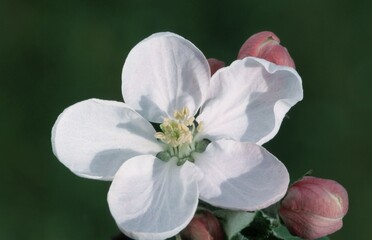 Apple blossom (Malus spec.)