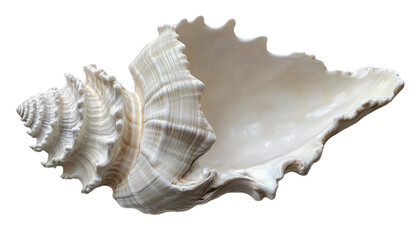 Close Up of a Cream Colored Spiral Seashell on Black Background