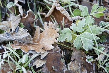 Leaves after a frosty night in wintertime