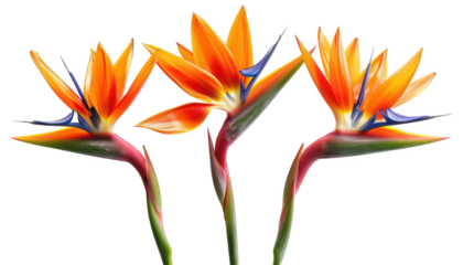 Trio of Strelitzia Reginae isolated on transparent background