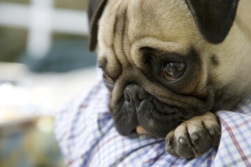 Young pug, leaning on the shoulder of his owner