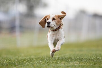 Purebred Bicolor Beagle Running Lure Course Sprint Dog Sport