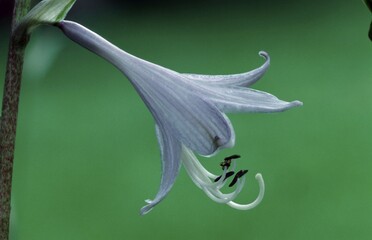 Hosta, flower (Hosta coerulea)
