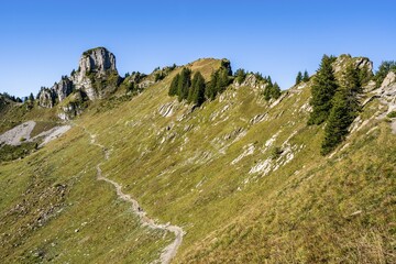 Daube, Schynige Platte, Bernese Alps, Switzerland, Europe