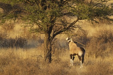 Gemsbok (Oryx gazella), feeding on the leaves of a camelthorn tree (Acacia erioloba), Kalahari...