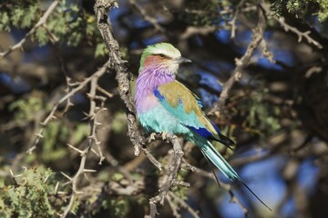 Lilac-breasted Roller (Coracias caudatus), perching in a camelthorn tree (Acacia erioloba), Kalahari Desert, Kgalagadi Transfrontier Park, South Africa, Africa