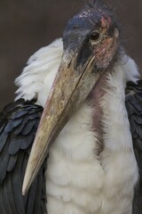 Marabou stork (Leptoptilos crumeniferus), North Rhine-Westphalia, Germany, captive, Europe