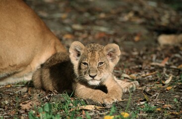 African Lion, cub (Panthera leo)