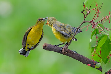olive-backed sunbird feeding the chick