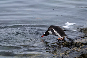 Gentoo penguin jumping into the Southern Ocean and swimming.