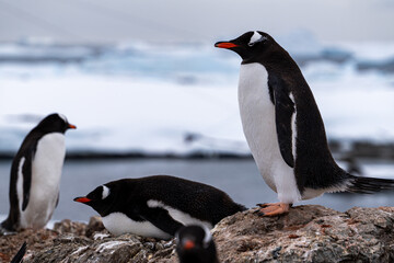 Naklejka premium Gentoo penguins in Antarctica. Wild nature. Snow. South Pole.