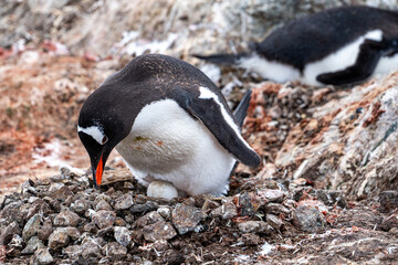 Fototapeta premium Gentoo penguins in Antarctica. Wild nature. Snow. South Pole.