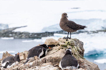 Gentoo penguin and south polar skua (stercorarius maccormicki).