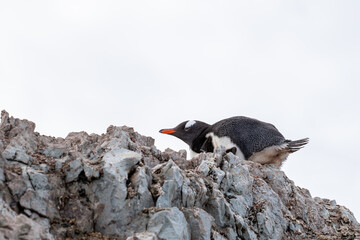 Single gentoo penguin. Penguins in Antarctica.