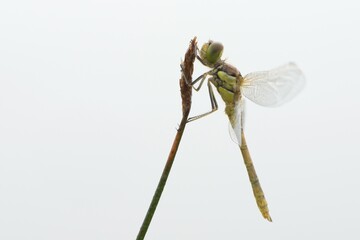 Newly hatched vagrant darter (Sympetrum vulgatum) against white background, Emsland, Lower Saxony, Germany, Europe
