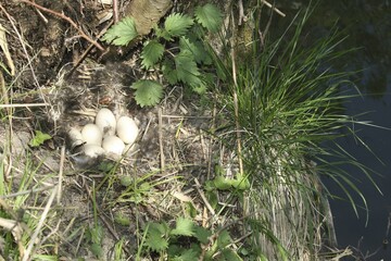 Nest and clutch of Mallard (Anas platyrhynchos) Allgäu, Bavaria, Germany, Europe