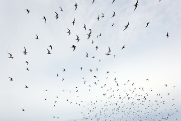 Arctic Terns (Sterna paradisaea), Sea Lion Island, Falkland Islands, South America