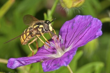 Hoverfly (Chrysotoxum cautum), female feeding on pollen from a bloody crane's-bill (Geranium sanguineum), Germany, Europe