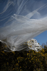 Plastic Sheet Draped Over Yellow Flowers