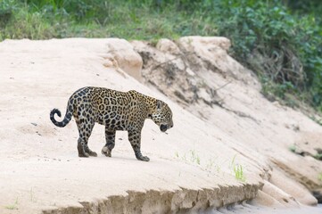 Jaguar (Panthera onca) on a sandbank, Cuiaba river, Pantanal, Mato Grosso, Brazil, South America