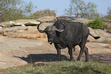 Fototapeta premium African buffalo or Cape buffalo (Syncerus caffer) male, Kruger National Park, South Africa, Africa