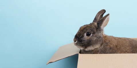 Easter rabbit, holiday in spring, copy space, greeting card, blue colored background