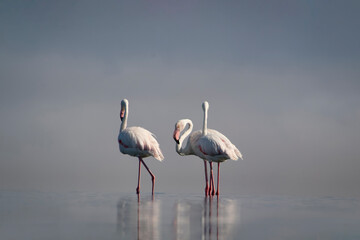 Wild african birds. Group of Greater african flamingos  walking around the blue lagoon on a sunny day